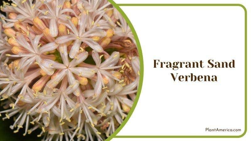 Fragrant Sand Verbena Plant America Fragrant Sand Verbena Plant America