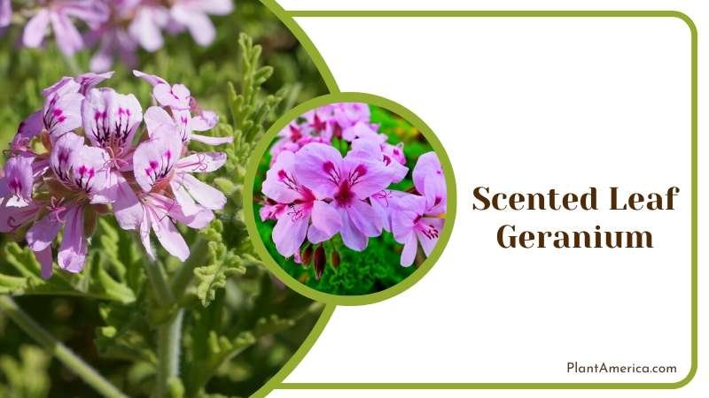 Fragrant Scented Leaf Geraniums Plant America