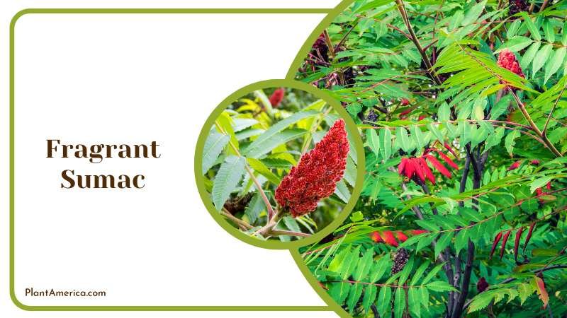 Fragrant Sumac Tree in Blooms Plant America