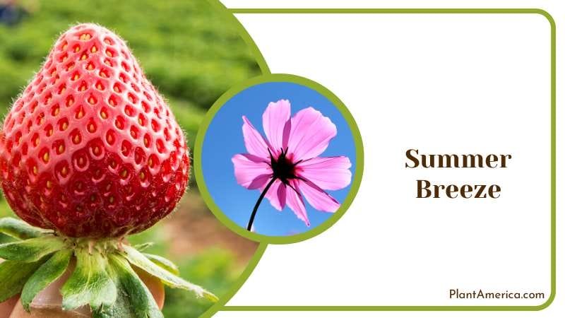 Fragrant Summer Breeze Strawberries Plant America