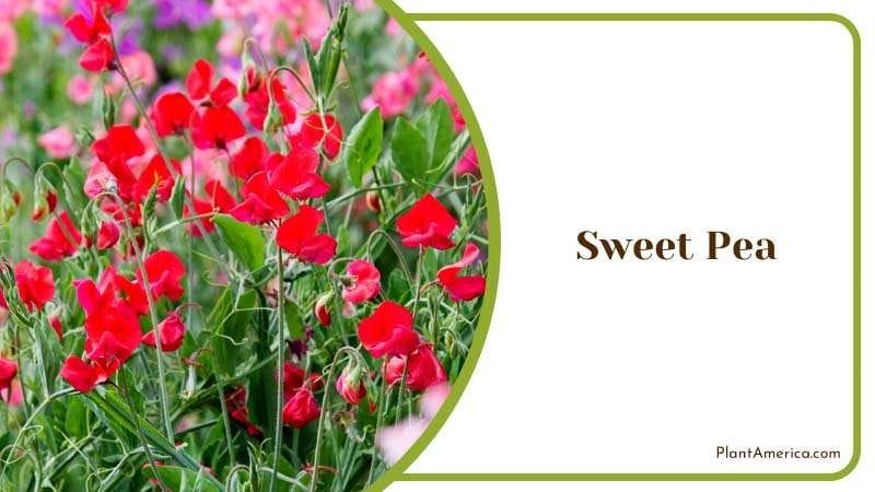 Fragrant Sweet Pea Plant America
