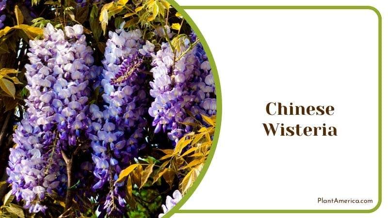 Fragrant Wisteria Vine Plant America