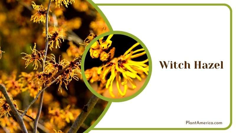 Fragrant Witch Hazel Shrub PlantAmerica