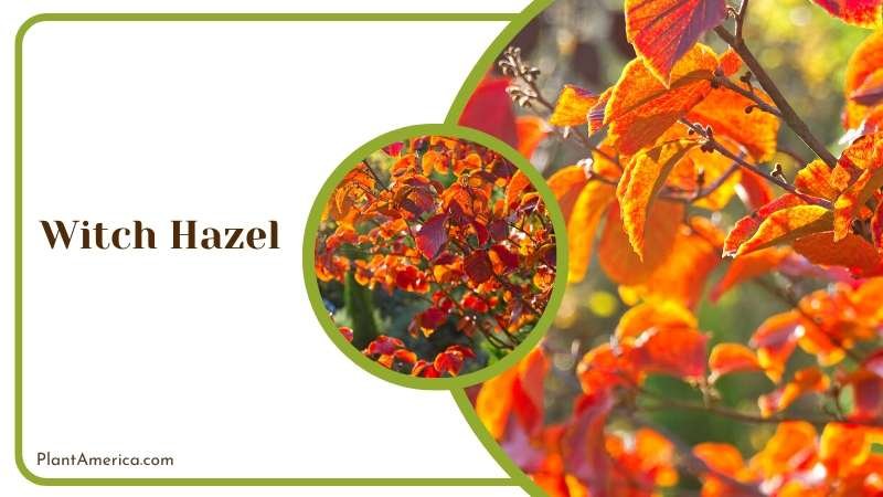 Fragrant Witch Hazel Tree Plant America