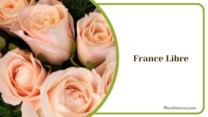 France Libre Plant America France Libre Plant America