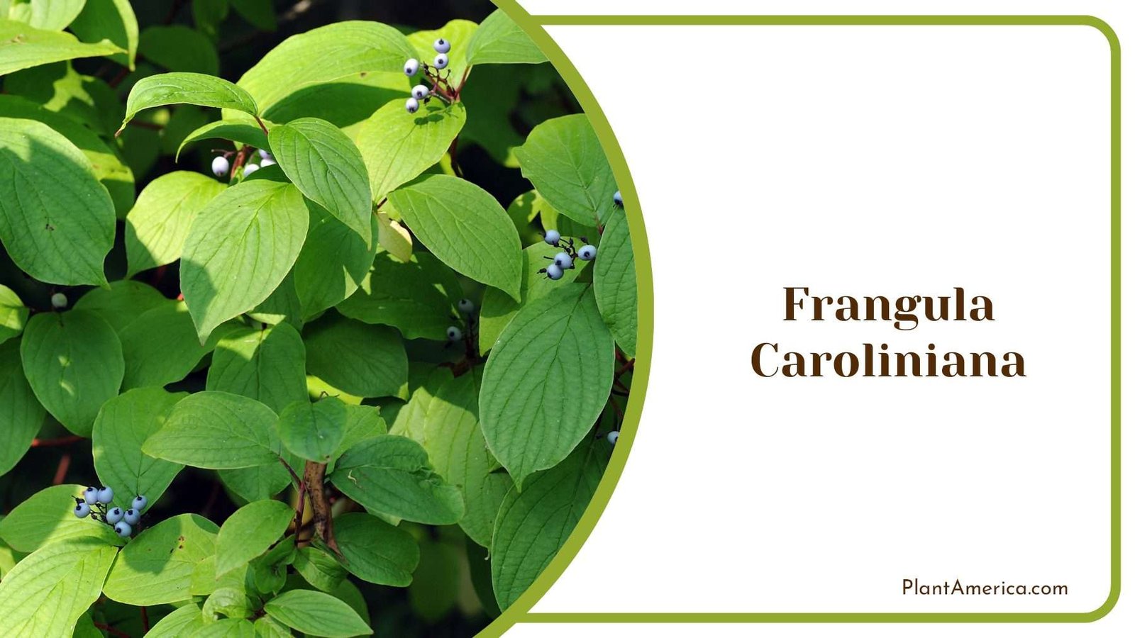 Frangula Caroliniana Leaves PlantAmerica