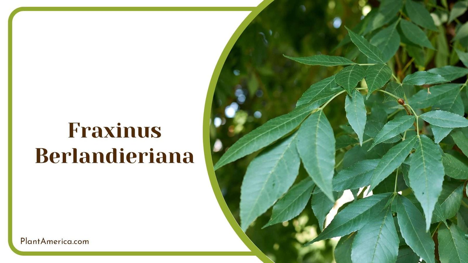 Fraxinus Berlandieriana Woodlands PlantAmerica