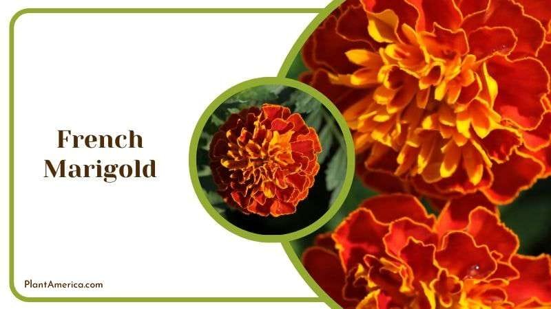 French Marigold Plant America