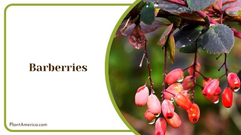 Fresh Barberries on Plants PlantAmerica Fresh Barberries on Plants PlantAmerica
