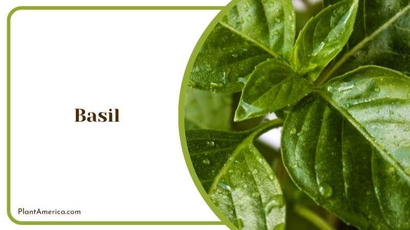Fresh Basil Leaves PlantAmerica