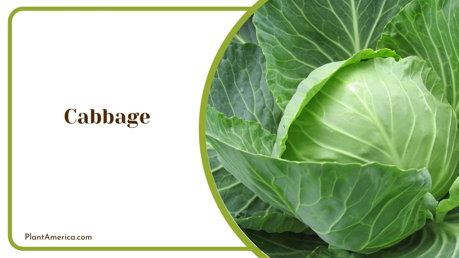 Fresh Cabbage Plant America Fresh Cabbage Plant America