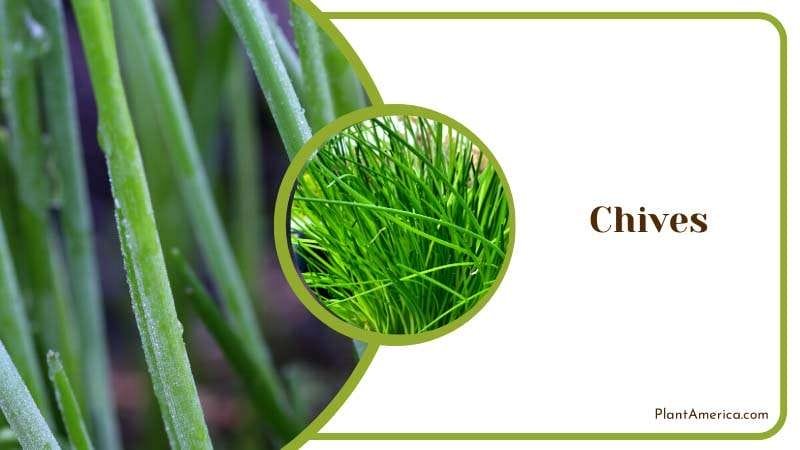 Fresh Chives Plants PlantAmerica