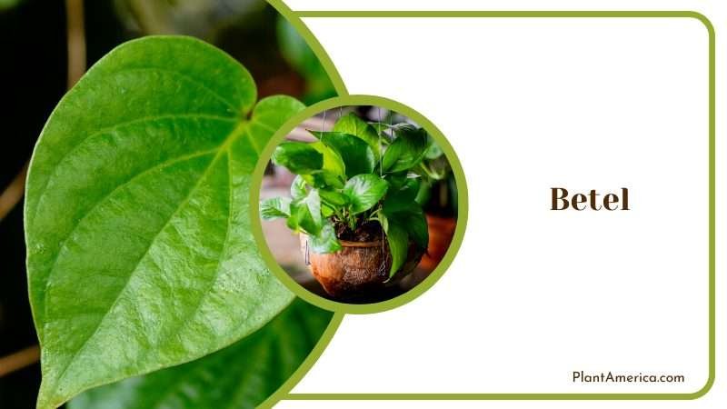 Fresh Green Betel Leaves Plant America