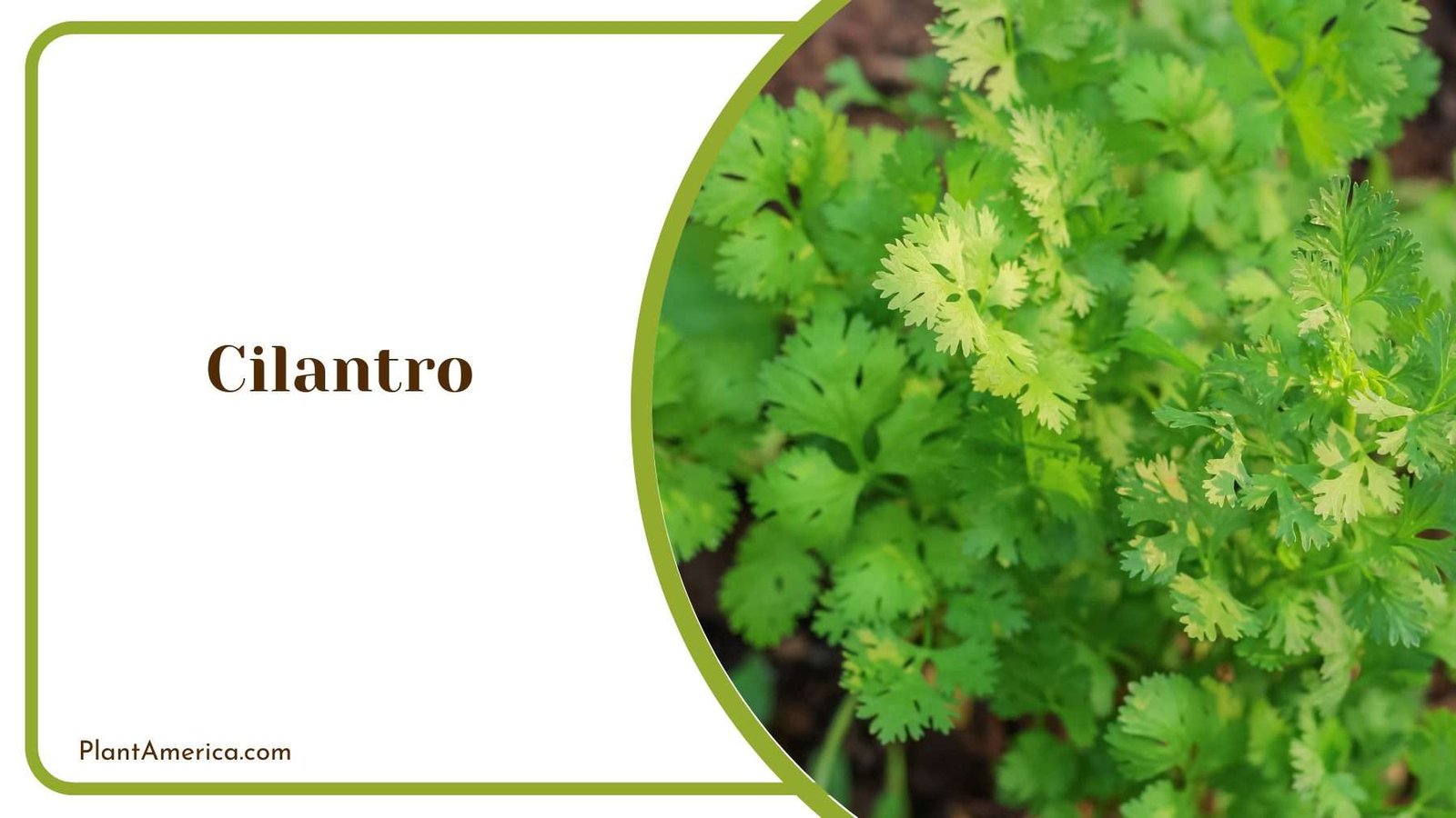 Fresh Green Cilantro Plant America Fresh Green Cilantro Plant America