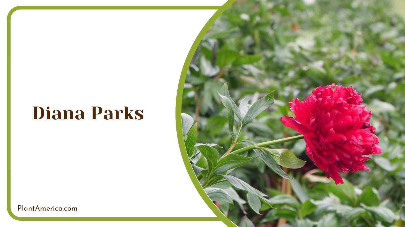 Fresh Home Decor Diana Parks Plant America