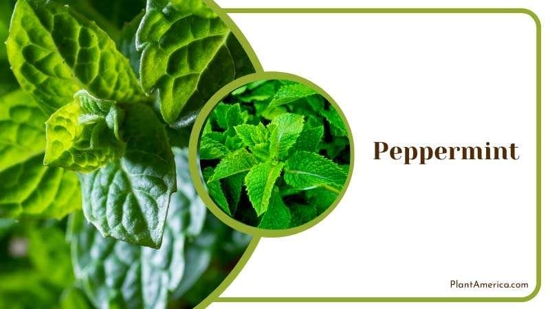 Fresh Leaves of Peppermint PlantAmerica