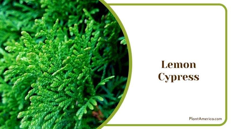 Fresh Lemon Cypress Branches Plant America
