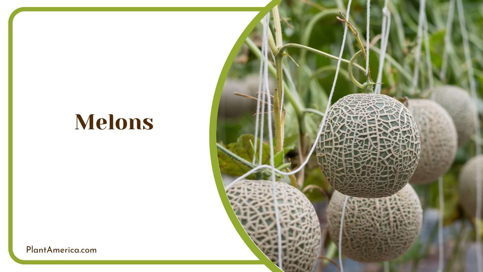 Fresh Melon on Vine Plant America Fresh Melon on Vine Plant America