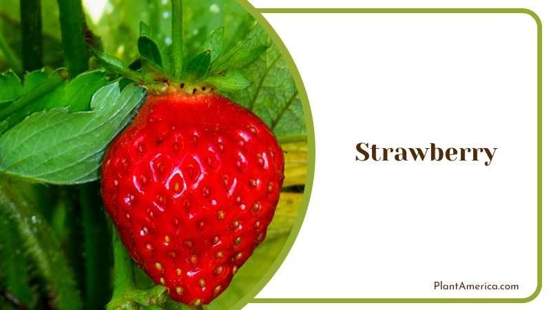 Fresh Strawberry on Plant Plant America Fresh Strawberry on Plant Plant America
