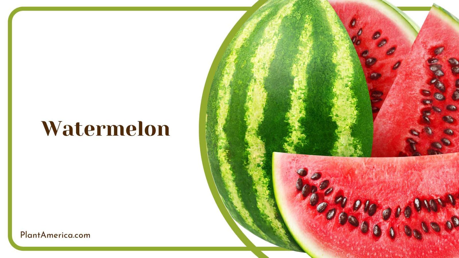 Fresh Watermelon Fruit Plant America