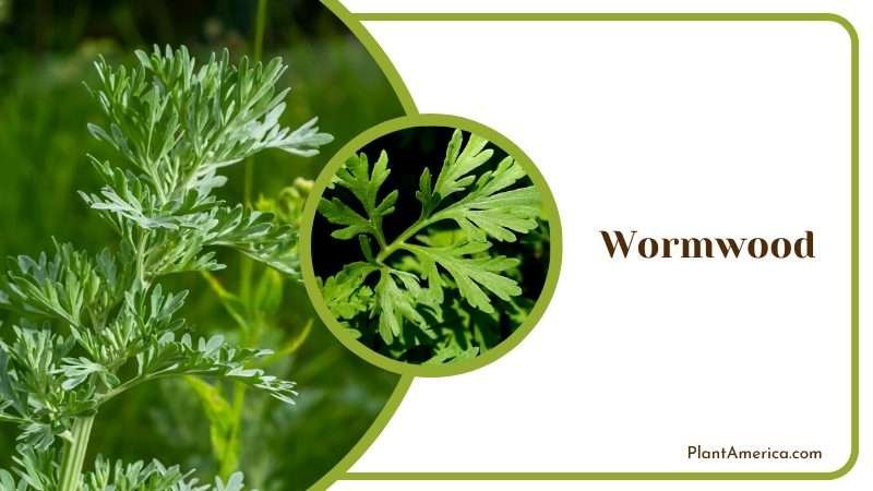 Freshly Wormwood Plants Plant America