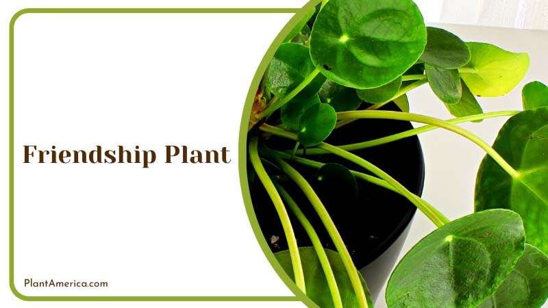 Friendship Plant in a House Plant Plant America Friendship Plant in a House Plant Plant America