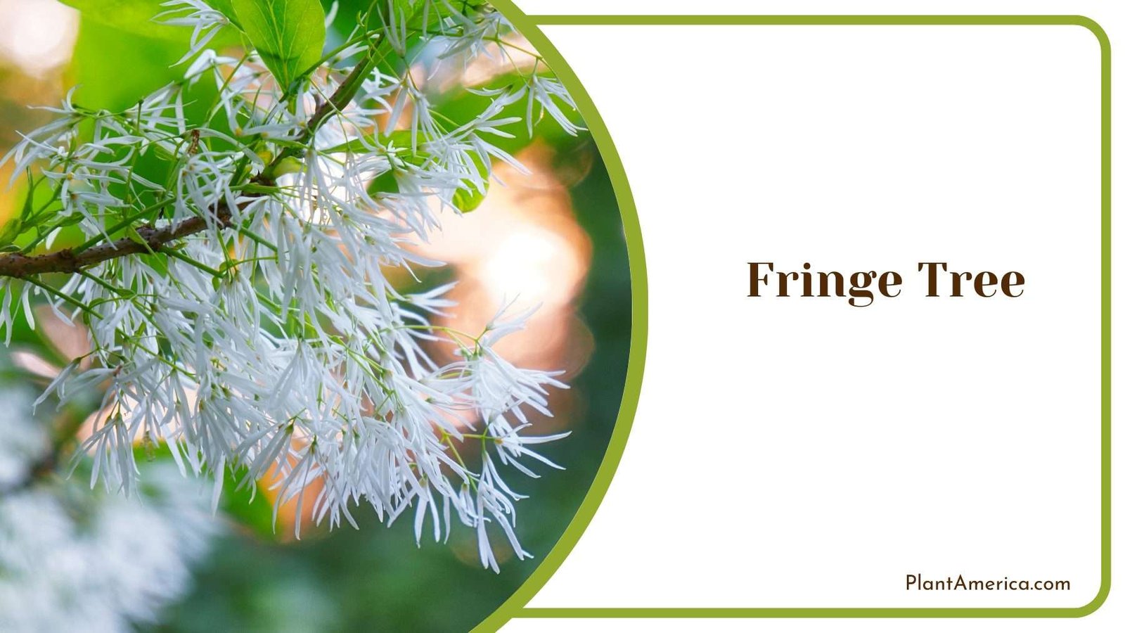 Fringe Tree Plant America