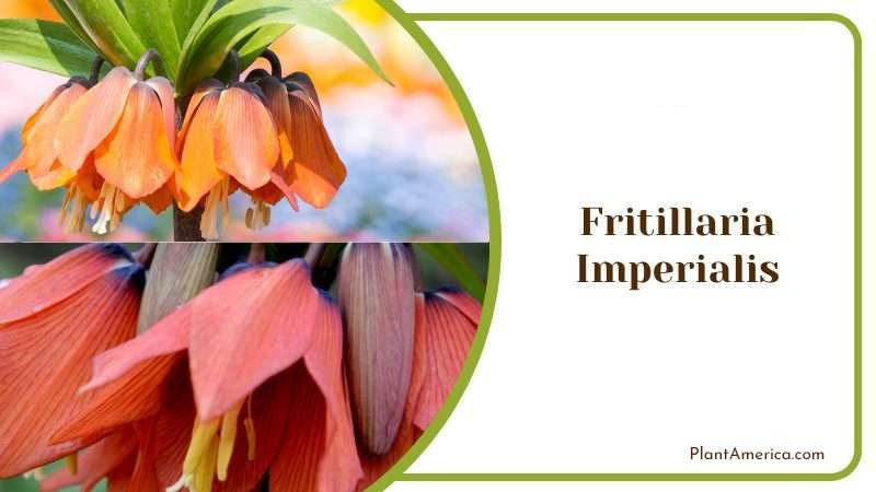 Fritillaria Imperialis Plant America