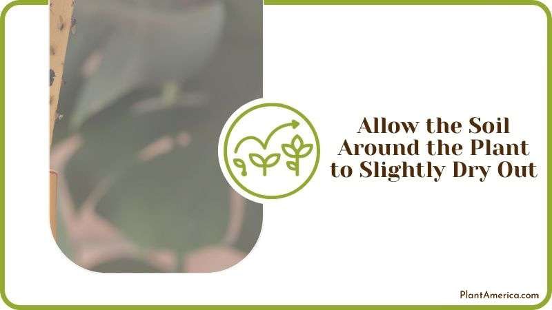Fruit Flies in Potted Plants Plant America Fruit Flies in Potted Plants Plant America