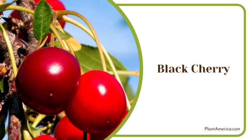 Fruitful Black Cherry Plant America Fruitful Black Cherry Plant America
