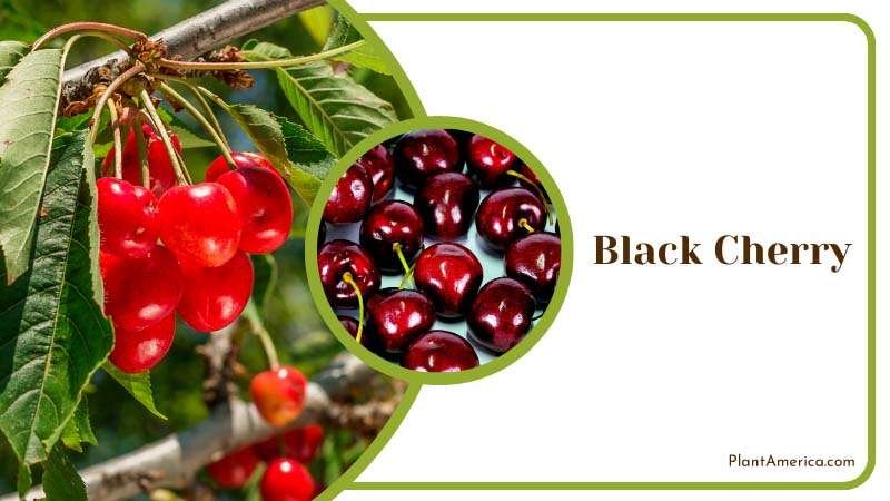 Fruitful Black Cherry Tree Plant America 1