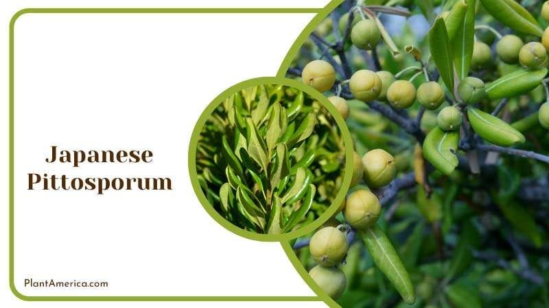 Fruits on Japanese Pittosporum Plant America