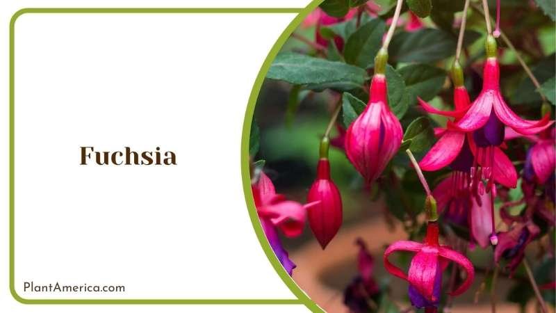 Fuchsia Pink Flowers Plant America Fuchsia Pink Flowers Plant America