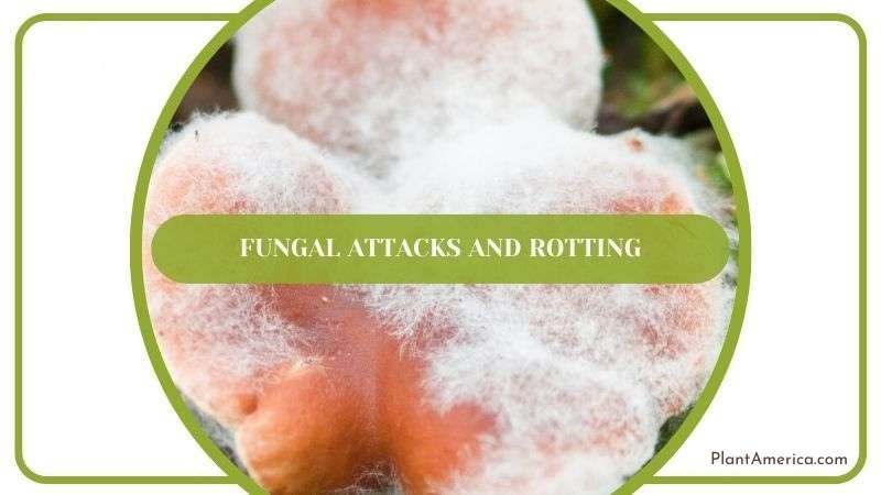 Fungal Attacks and Rotting in Tillandsia Recurvata Plant America Fungal Attacks and Rotting in Tillandsia Recurvata Plant America
