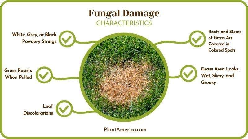 Fungal Damage Characteristics Plant America