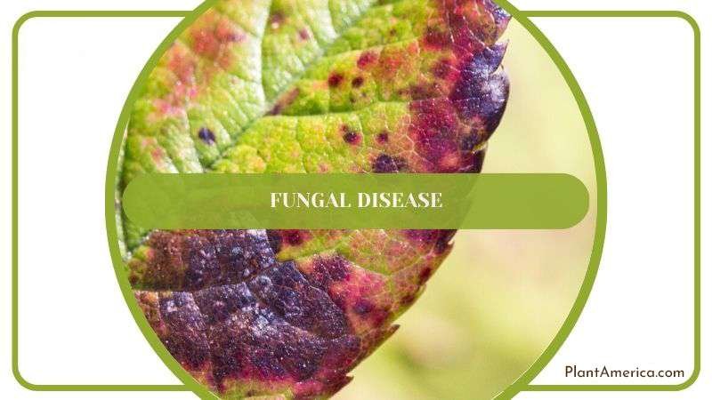 Fungal Disease in Crassula Rupestris Plant America