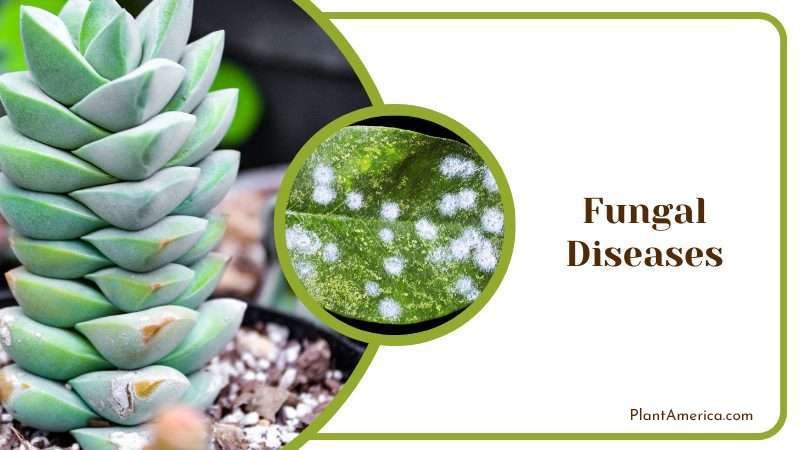 Fungal Diseases Plant America