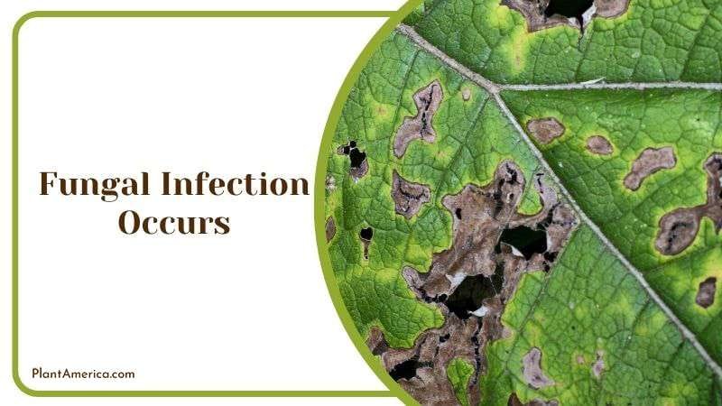 Fungal Infection Occurs Plant America Fungal Infection Occurs Plant America