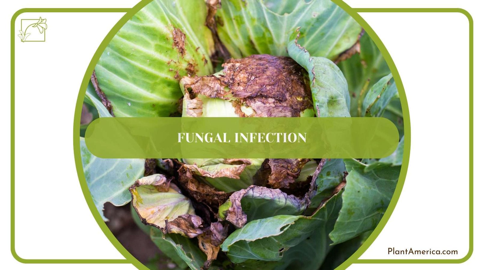 Fungal Infection PlantAmerica 1 Fungal Infection PlantAmerica 1
