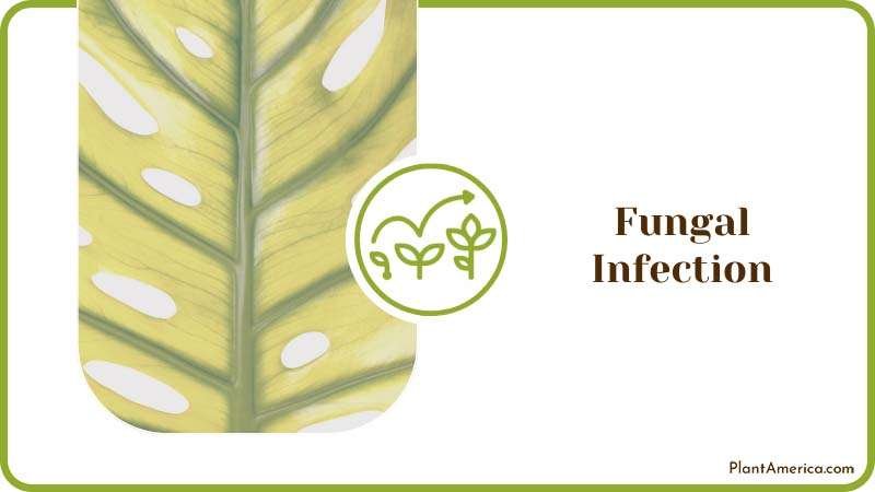 How to Content IMAGE Fungal Infection
