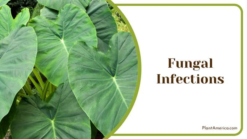 Fungal Infections Problem PlantAmerica