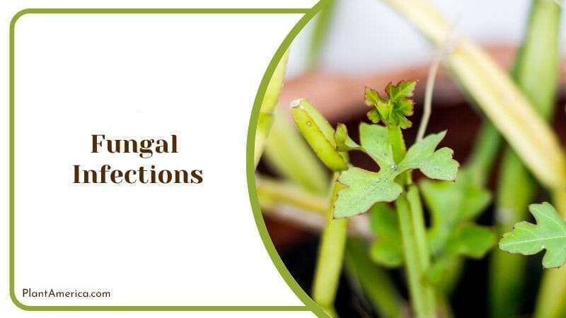 Fungal Infections in Cissus Discolor PlantAmerica