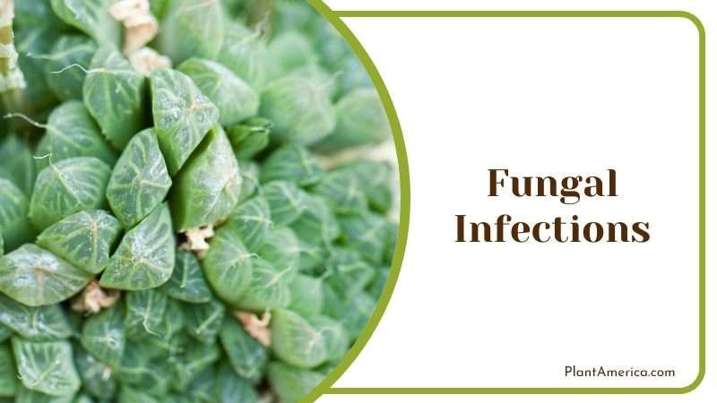Fungal Infections of Haworthia Succulent Plant America