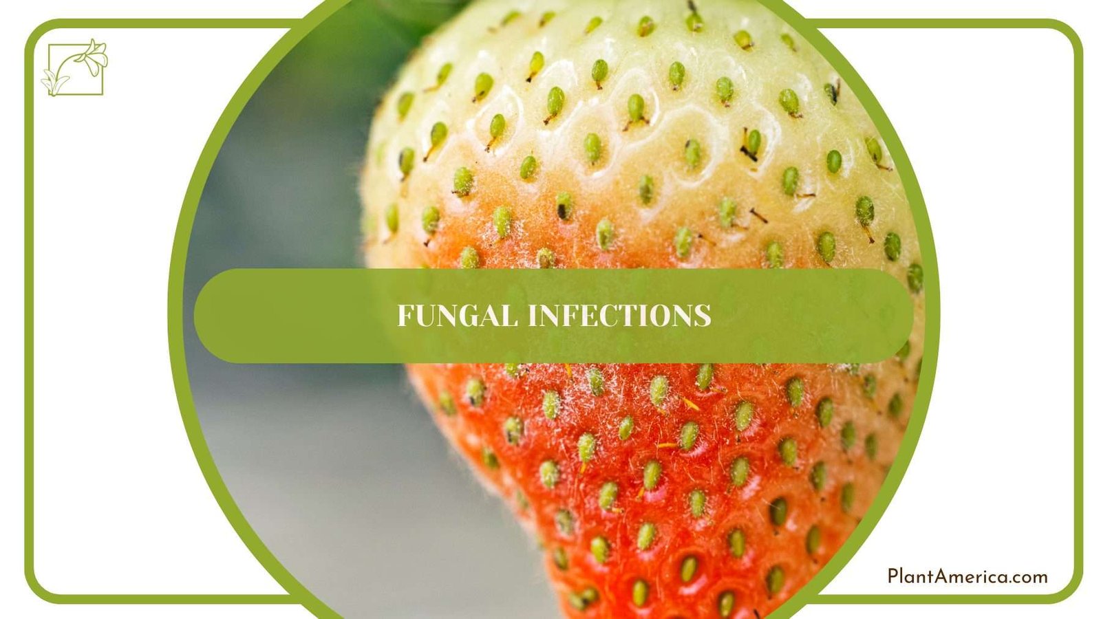 Fungal Infections on Strawberry PlantAmerica Fungal Infections on Strawberry PlantAmerica