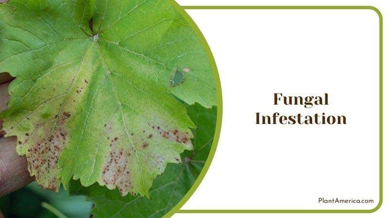 Fungal Infestation in Plants Plant America