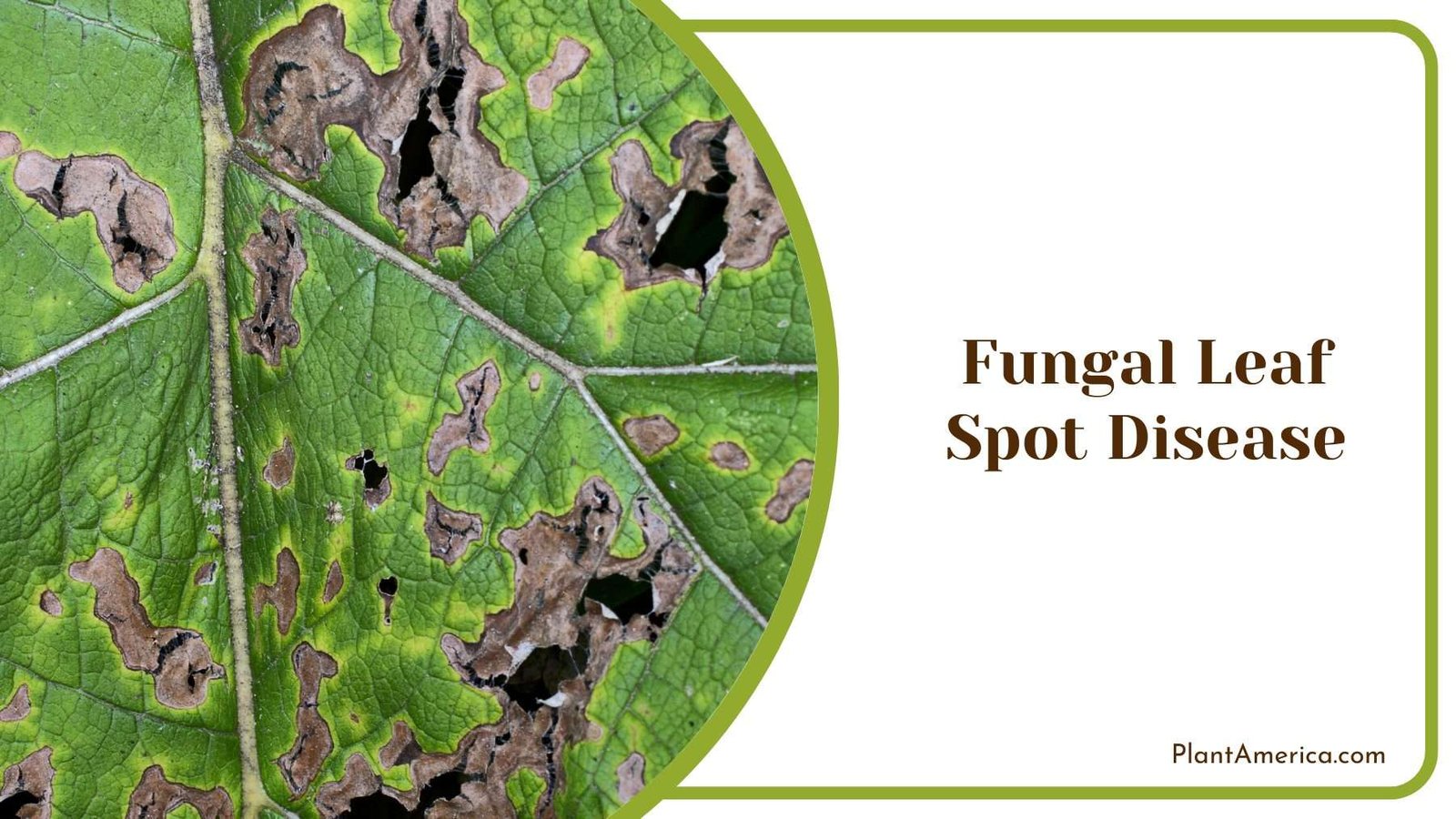 Fungal Leaf Spot Disease Plant America Fungal Leaf Spot Disease Plant America