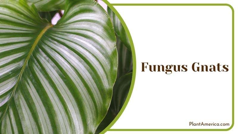Fungus Gnats Common Problem ~ PlantAmerica