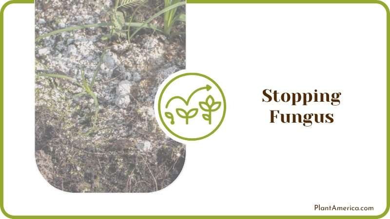 Fungus in the Soil Plant America