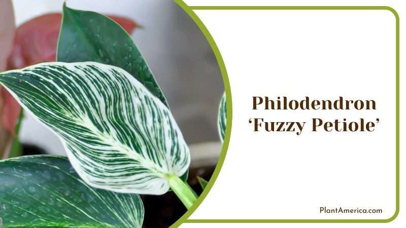 Fuzzy Petiole Growing on a Pot Plant America