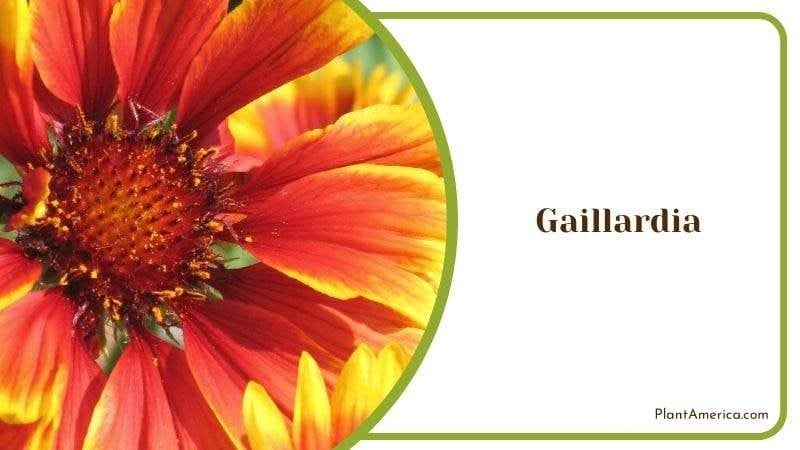 Gaillardia PlantAmerica